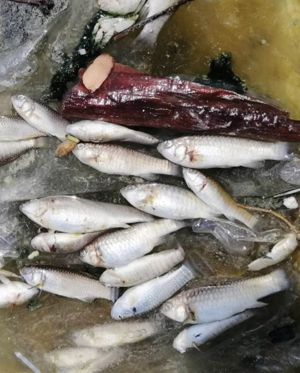 ����� ����� �� ���� �������� - ����� 2019