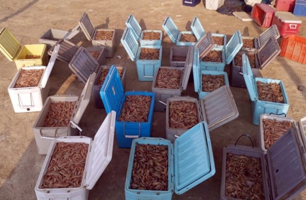 ��� ������� ����� 660 ���� ���� �� �������� �� �������� ������ ������ - 23 ����� 2019