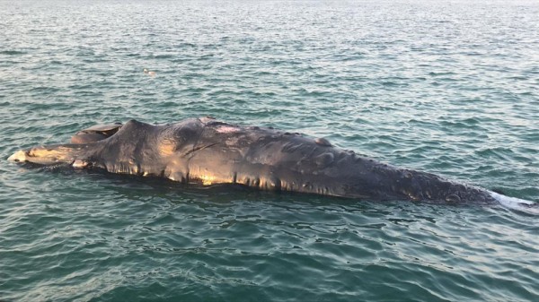 ���� ��� �� ��� ����� - ������ 2019